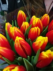 Тюльпан красно-желтый