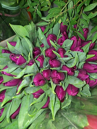 Тюльпан Лэп-Топ